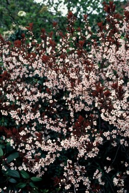 Prunus cistena