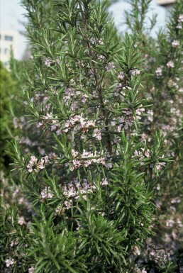 Rosmarinus officinalis