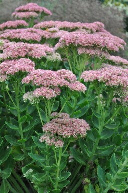 Sedum 'Herbstfreude'