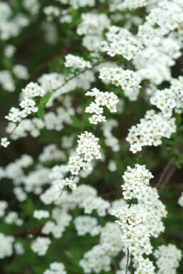 Spiraea cinerea 'Grefsheim'