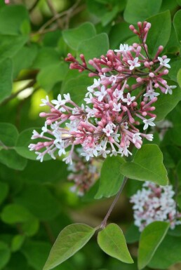 Syringa microphylla 'Superba'