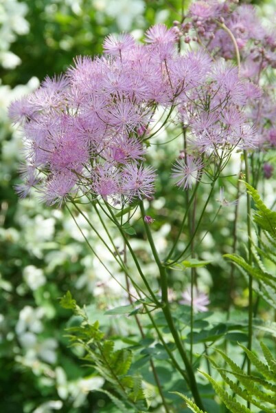 Thalictrum aquilegifolium