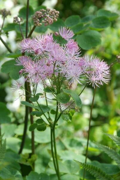 Thalictrum aquilegifolium