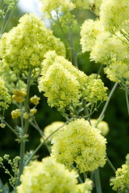 Thalictrum flavum subsp. glaucum