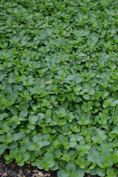 Veronica repens