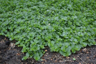 Veronica repens