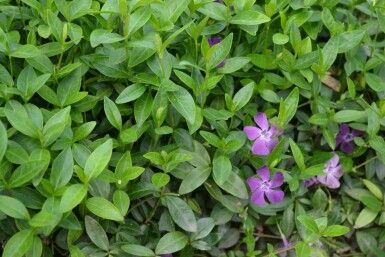 Vinca minor 'Atropurpurea'