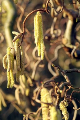 Corylus avellana 'Contorta'