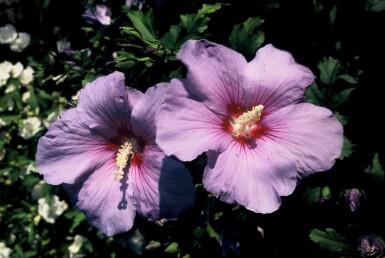 Hibiscus syriacus 'Oiseau Bleu'