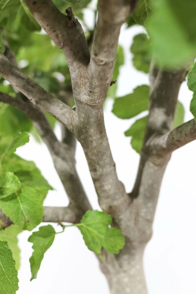 Feigenbaum / Ficus Carica bonsai