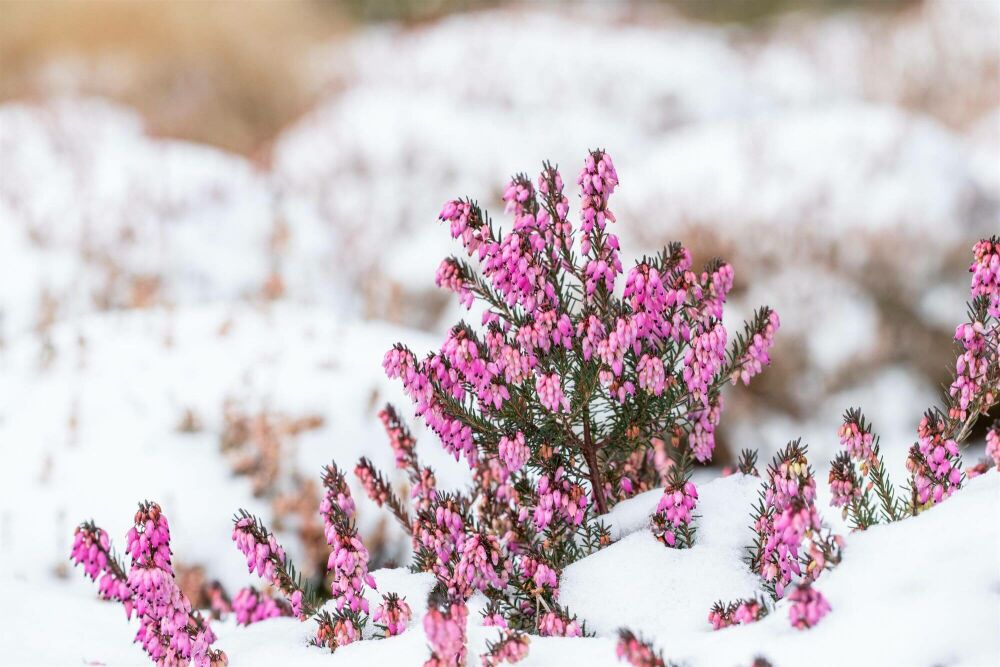 Sommerliche Farben in der Winterzeit